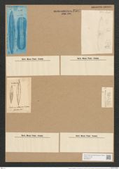 Amphiprora lepidoptera var. quarnerensis Grun. (de-Toni-Nr.: Genus 29, Species 1307) Zeichnungen Sammlung Grunow Nr. 2507 (NHMW-BOT-W0369674)